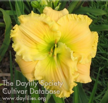 Daylily Glorious is the Morning